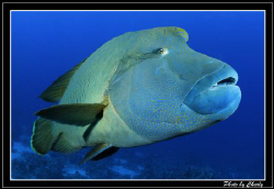 The most friendly fish I've ever met. by Charly Kotnik 